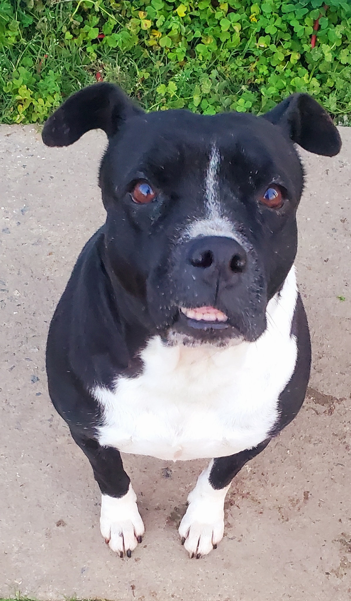 Shyla Dublin Laurens County Humane Society