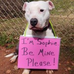 Adoptable (Official) Georgia Dogs for March 15, 2021