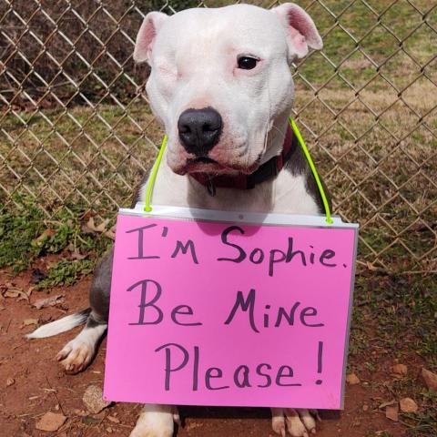 Sophie Humane Society of Harris County