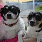 Adoptable (Official) Georgia Dogs for March 4, 2021