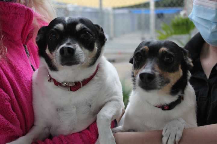 Taffy and Dixie Humane Society South Coastal Georgia