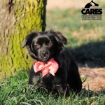 Adoptable (Official) Georgia Dogs for March 10, 2021