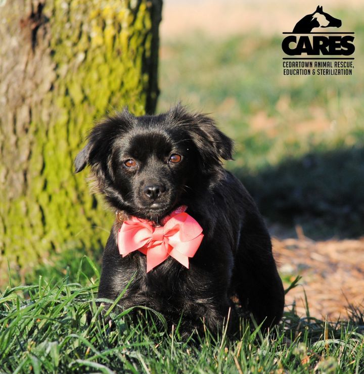 Toppy Cedartown Animal Rescue Education & Sterilization