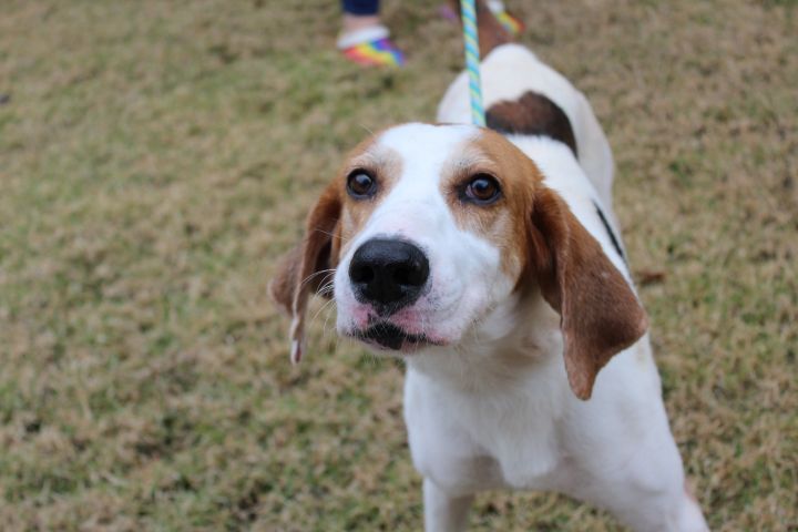 Wiley Humane Society South Coastal GA