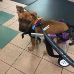 Adoptable (Official) Georgia Dogs for April 5, 2021