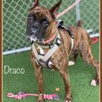 Adoptable (Official) Georgia Dogs for April 6, 2021