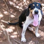 Adoptable Georgia Dogs for March 5, 2013