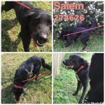 Adoptable (Official) Georgia Dogs for April 2, 2021