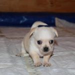Adoptable Georgia Dogs for October 12, 2015