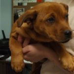 Adoptable (Official) Georgia Dogs for April 1, 2021
