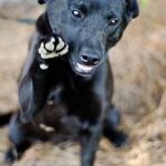 Georgia Political News for April 17, 2012