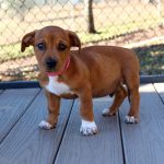 Adoptable (Official) Georgia Dogs for December 14, 2022
