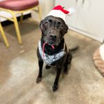 Adoptable (Official) Georgia Dogs for December 16, 2022