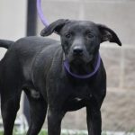 Official (Adoptable) Georgia Dogs for December 19, 2022