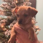 Adoptable (Official) Georgia Dogs for December 21, 2022