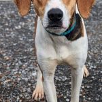 Adoptable (Official) Georgia Dogs for January 4, 2023