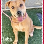 Adoptable (Official) Georgia Dogs for January 6, 2023