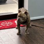 Adoptable (Official) Georgia Dogs for January 9, 2022