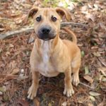 Adoptable (Official) Georgia Dogs for January 10 2023