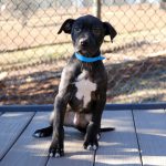 Adoptable (Official) Georgia Dogs for January 13, 2023