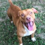 Adoptable (Official) Georgia Dogs for January 17, 2023