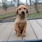Adoptable (Official) Georgia Dogs for January 18, 2023
