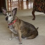 Adoptable (Official) Georgia Dogs for January 20, 2023