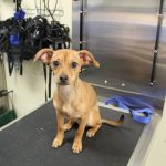 Adoptable (Official) Georgia Dogs for January 23, 2023
