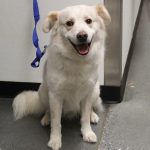 Adoptable (Official) Georgia Dogs for January 24, 2023