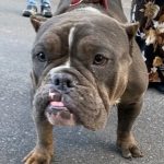 Adoptable (Official) Georgia Dogs for January 25, 2023