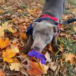 Adoptable (Official) Georgia Dogs for January 27, 2023