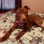 Adoptable (Official) Georgia Dogs for January 31, 2023