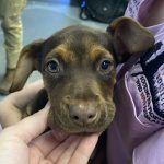 Adoptable (Official) Georgia Dogs for February 1, 2023