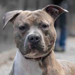 Adoptable (Official) Georgia Dogs for February 8, 2023
