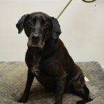 Adoptable (Official) Georgia Dogs for February 9, 2023