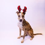 Adoptable (Official) Georgia Dogs for February 13, 2023