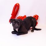 Adoptable (Official) Georgia Dogs for February 14, 2023