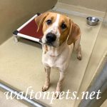 Adoptable (Official) Georgia Dogs for February 15, 2023