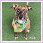 Adoptable (Official) Georgia Dogs for February 17, 2023