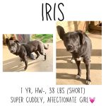 Adoptable (Official) Georgia Dogs for February 21, 2023