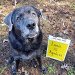 Adoptable (Official) Georgia Dogs for February 22, 2022