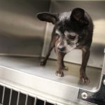 Adoptable (Official) Georgia Dogs for February 24, 2023