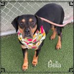 Adoptable (Official) Georgia Residents for February 27, 2023