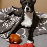 Adoptable (Official) Georgia Dogs for February 28, 2021