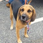 Adoptable (Official) Georgia Dogs for March 1, 2023