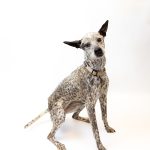 Adoptable (Official) Georgia Dogs for March 3, 2023