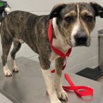 Adoptable (Official) Georgia Dogs for March 6, 2023