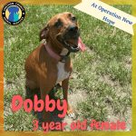 Adoptable (Official) Georgia Dogs for March 7, 2023