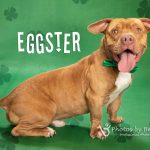 Adoptable (Official) Georgia Dogs for March 8, 2023