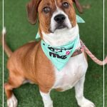 Adoptable (Official) Georgia Dogs for March 13, 2023